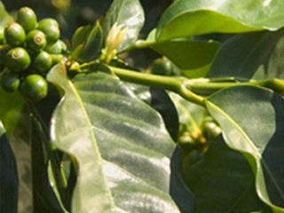 咖啡樹的果實