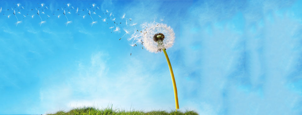 dandelion-seeds